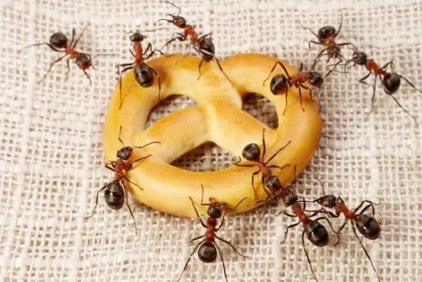 Лучшие способы избавиться от муравьев